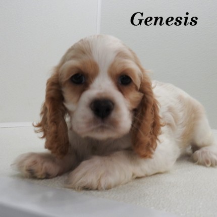 puppy, for, sale, Cocker Spaniel, Joe & Cherri  Overlease, dog, breeder, Miller, MO, dog-breeder, puppy-for-sale, forsale, nearby, find, puppyfind, locator, puppylocator, aca
